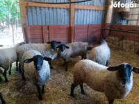 Schaf, White Suffolk sheep — Foto 1