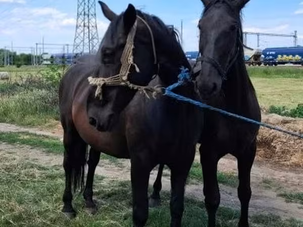 Kobyła, Nonius horse — Węgry