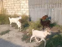 تيس, الماعز — الصورة 2