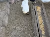 Ducks — फ़ोटो 2