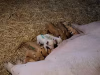 मादा सूअर, सूअर — फ़ोटो 1
