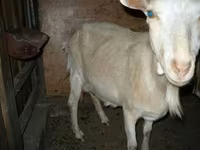 Goat, Goats — photo 7