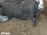 Boar, Pigs — photo 2