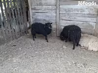 Juh, Racka sheep — 1. fotó