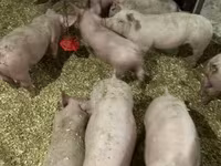 Pigs (batch, sex not specified), Гипор — photo 3