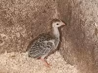 Guinea fowl — photo 1
