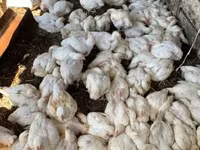 Chickens — 照片 2
