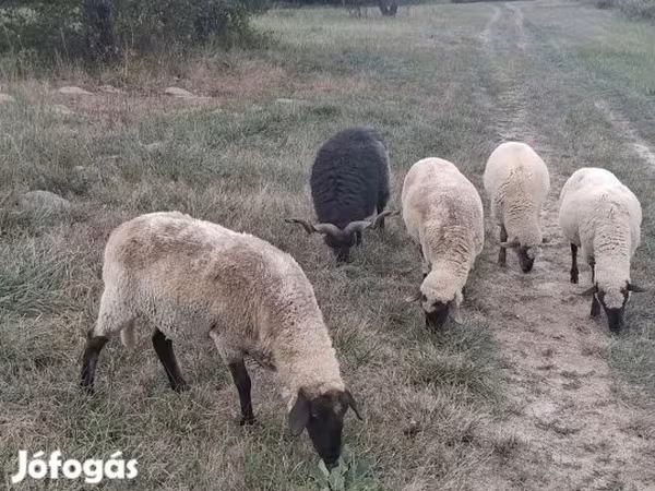 Kos, Juhok — Magyarország