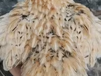 Quails — 照片 2