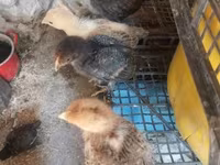 Chickens — 照片 8