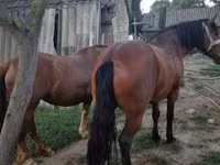 Mare, Horses — photo 3