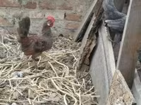 Chickens — 6-сурет