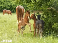 Hengst, Kisber felver — Foto 8