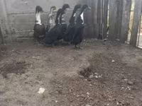 Geese — foto 3