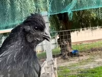 Chickens — फ़ोटो 1