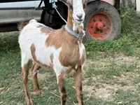 母山羊, Goats — 照片 1