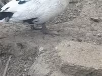 Domestic Muscovy — photo 3