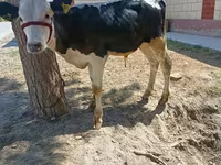 Touro, Russian Black pied cattle — foto 4
