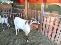 Bak, Boer goat — 2. fotó