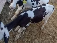 Bulle, Russian Black pied cattle — Foto 6