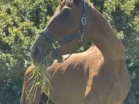 घोड़ी, Polish pony — फ़ोटो 6