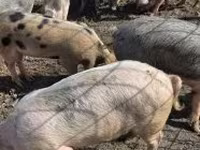 Boar, Pigs — photo 3