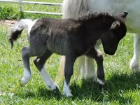 Stute, Miniature horse — Foto 5