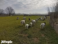 Kos, Dorper sheep — 3. fotó