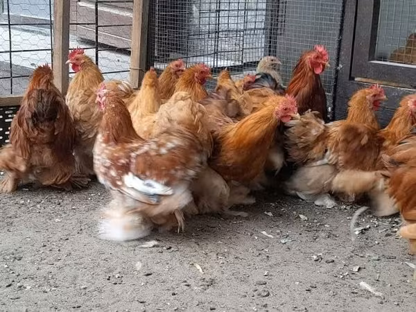 Bantam de Pequim
