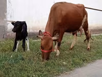 गाय, एबरडीन - एंगस — फ़ोटो 3