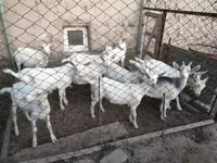 Cabra, Saanen goat — foto 6
