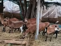 母羊, Cameroon sheep — 照片 2