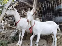 母山羊, Saanen goat — 照片 8