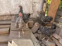 Chickens — 2-сурет