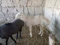 Bélier, Moutons — photo 1