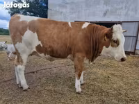 بقرة, Simmental cattle — الصورة 6