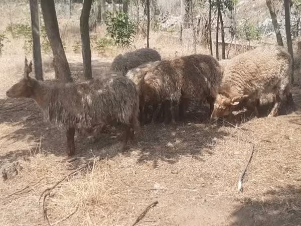 Carnero, Racka sheep — Hungría