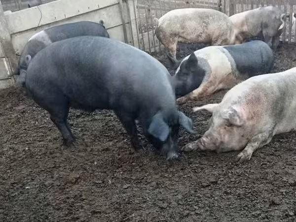 母猪, Pigs — 匈牙利