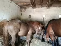 公马, Horses — 照片 1
