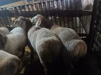 Schaf, Schafe — Foto 4