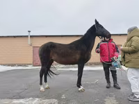 Jument, Akhal-Teke — photo 2