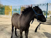 Lovak (tétel, nem megadva), Australian Pony — 2. fotó