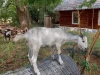 公山羊, Nubian Goat — 照片 8
