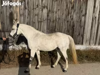 فرس, Shagya — الصورة 4