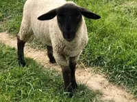 Kos, White Suffolk sheep — 1. fotó