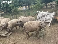 Ram, Merino sheep — photo 4