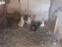 Chickens — 4. fotó