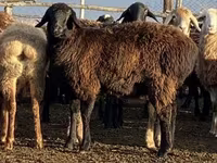 Juh, Edilbay sheep — 3. fotó