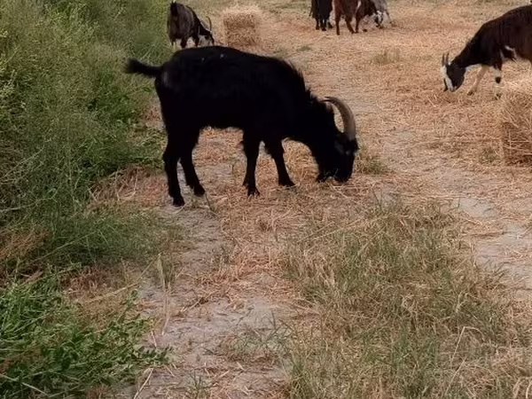 Bode, Cabras