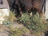 Býk, Simmental cattle — foto 4